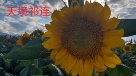 大漠吃瓜官网,揭秘沙漠中的美食奥秘